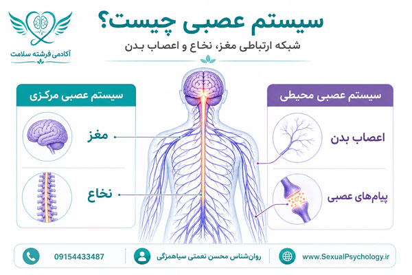 سیستم عصبی مرکزی و محیطی انسان نمای کلی سیستم عصبی مرکزی و محیطی شامل مغز، نخاع و اعصاب بدن