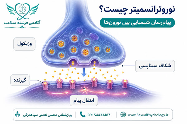 انتقال‌دهنده عصبی و آزادسازی نوروترانسمیترها در سیناپس میان نورون‌ها