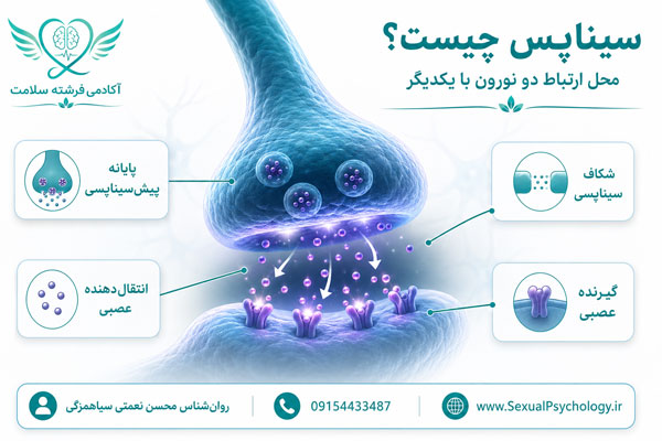 ساختار سیناپس و انتقال پیام میان دو نورون